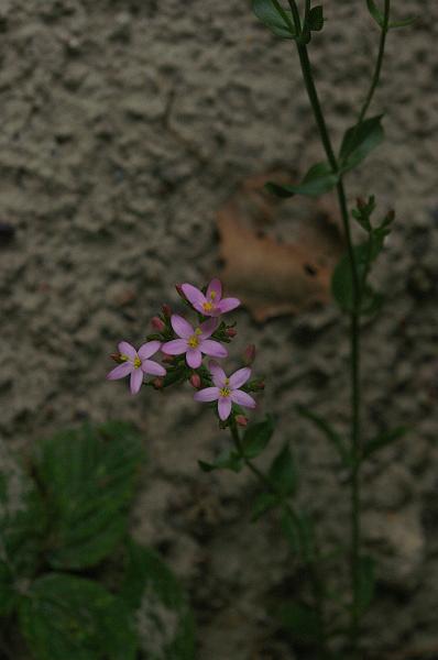 IMGP0014_petite centauree.JPG